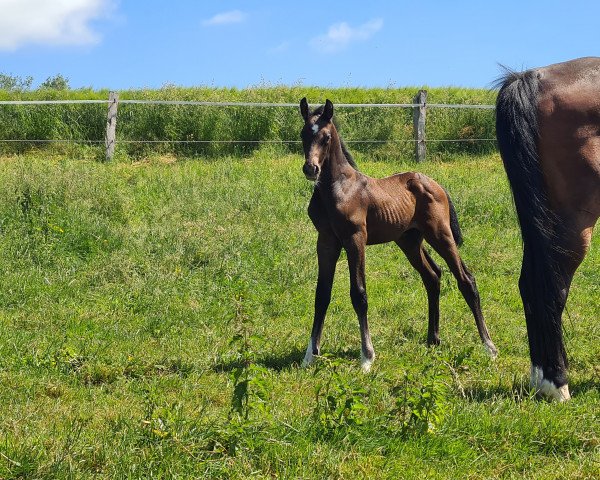 Hest Milchmann (Holstener, 2021, fra Mumbai)