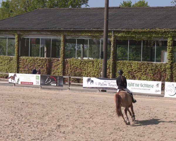 Reitturnier Nienberge 2025