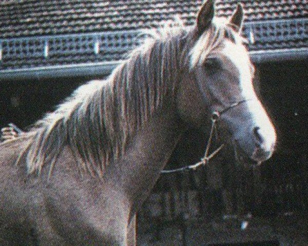horse Monahi ox (Arabian purebred, 1990, from El Mokari ox)
