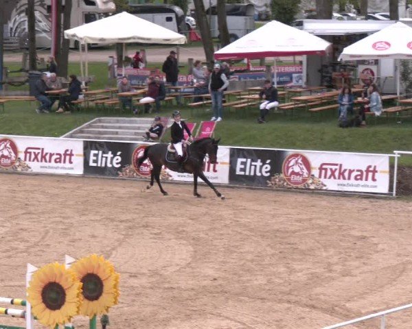 Internationales Springturnier Stadl-Paura 2025