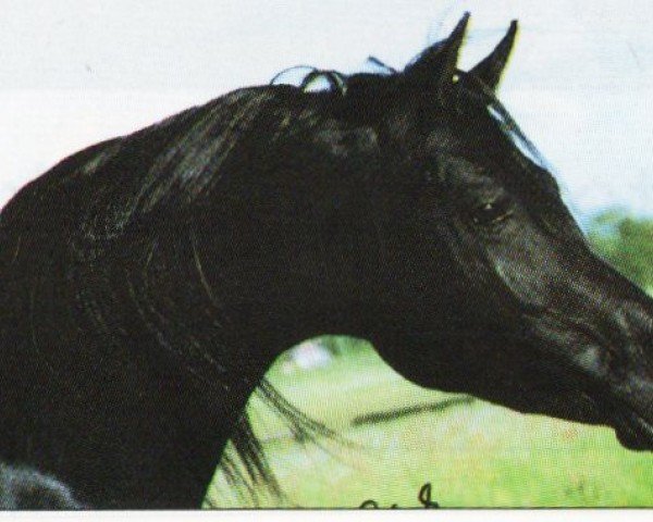 stallion Khaled El Nil EAO (Arabian purebred, 1987, from Kasr El Nil 1971 EAO)