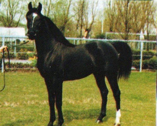 stallion Waseem Saaraakh ox (Arabian purebred, 1985, from AK Waseem Montaal EAO) stallion Waseem Saaraakh ox (Arabian purebred, 1985, from AK Waseem Montaal EAO)