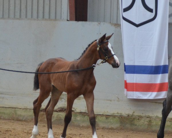horse Oopsy Daisy LW (Holsteiner, 2021, from Keaton HV)