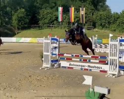 jumper Lotti T (Westphalian, 2016, from Comme il Faut)