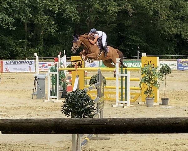 jumper Charles 97 (Westphalian, 2013, from Codex One)
