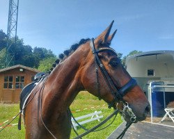 dressage horse Donatus 128 (Westphalian, 2013, from Dream of Tomason)