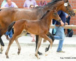 horse Frieda 397 (Westphalian, 2017, from For Final)