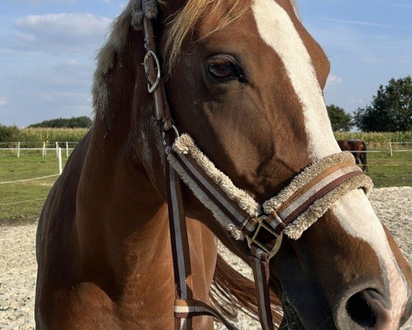 horse Bianca Bellissima (Hanoverian, 2017, from Best of Gold)