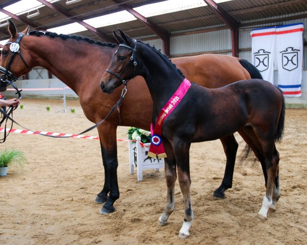 Zuchtstute Olivia LW (Holsteiner, 2021, von Charaktervoll Hv)