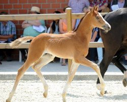 dressage horse Baileys Sg (Westphalian, 2017, from Baccardi)