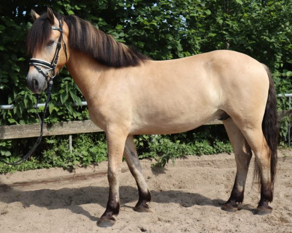 horse Fritz 738 (Fjord Horse, 2017, from Don Kjærgaard)