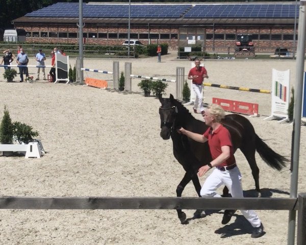 broodmare Braaklander Dayola (German Riding Pony, 2018, from Beautyful Stallion)