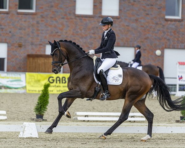 stallion Ikonic (Oldenburg, 2017, from Asgard's Ibiza)