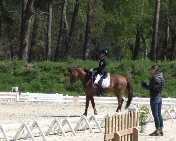 Reitturnier Pietzpuhl 2025