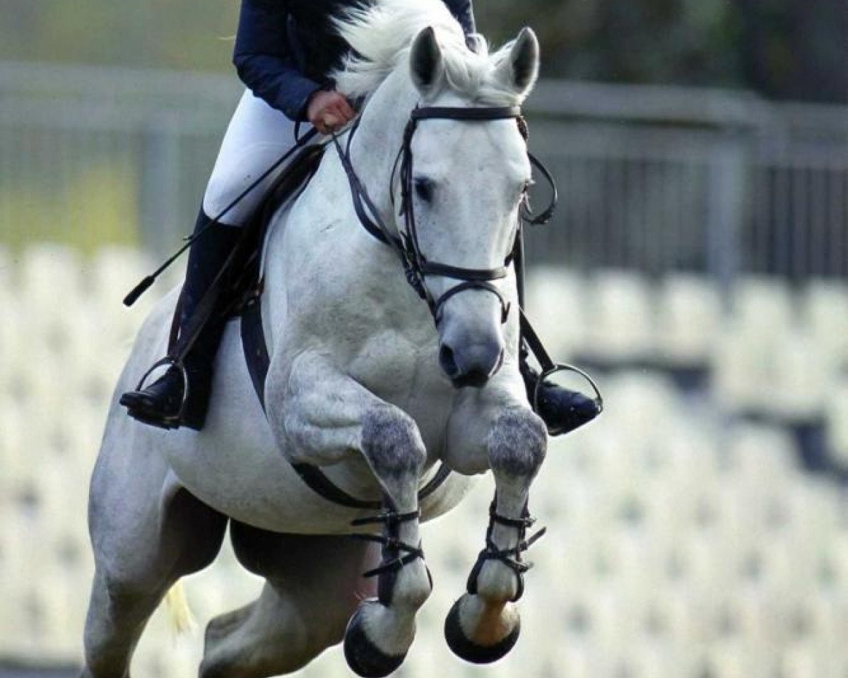 Deckhengst Popayann AA (Anglo-Araber, 2003, von Ryon d'Anzex AA)