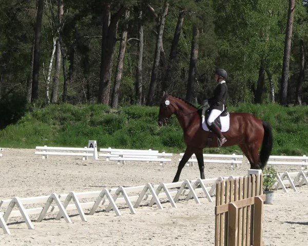 Reitturnier Pietzpuhl 2025