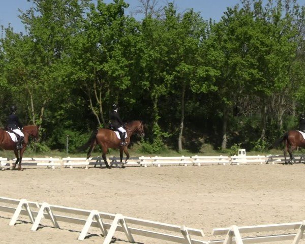 Reitturnier Pietzpuhl 2025