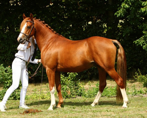 stallion Lundenæsgårds Fønix (Welsh Partbred, 2016, from Fiango W)
