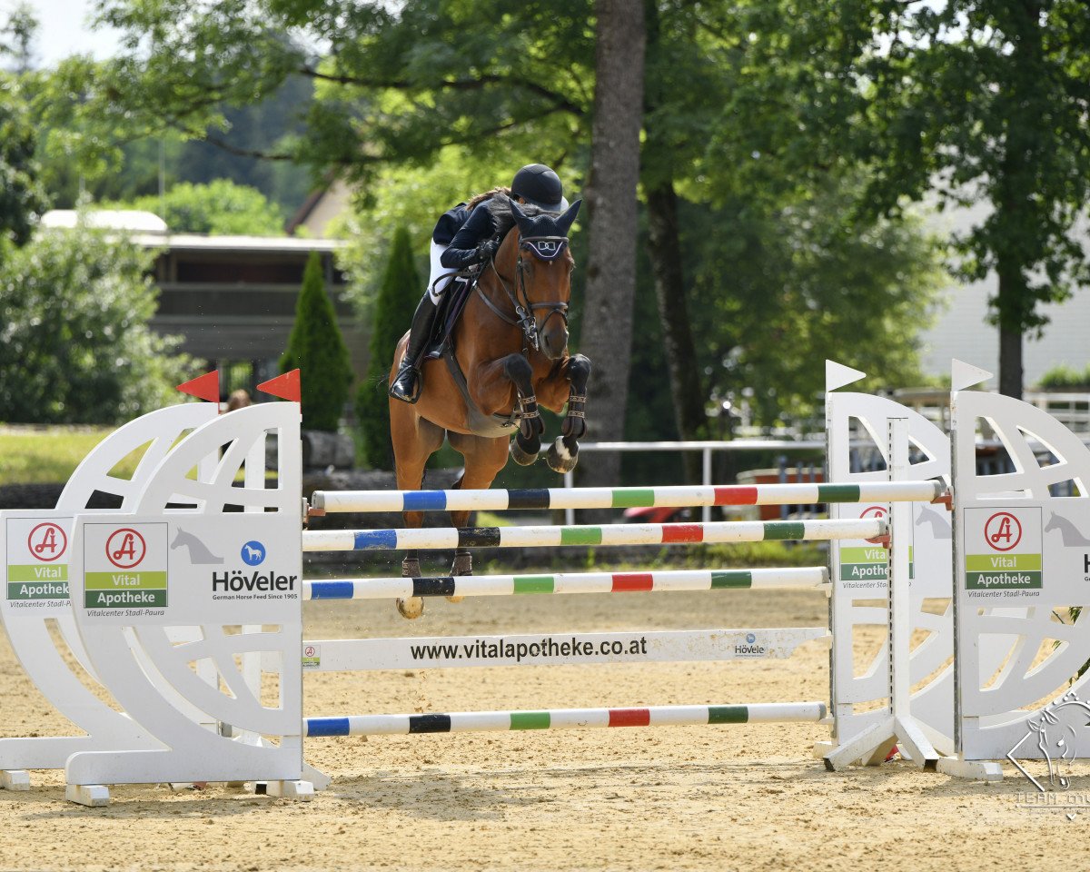 Springpferd Yoshimi (Schwedisches Warmblut, 2011, von Eldorado van de Zeshoek)