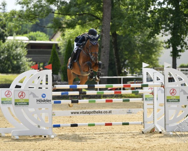 Springpferd Yoshimi (Schwedisches Warmblut, 2011, von Eldorado van de Zeshoek)