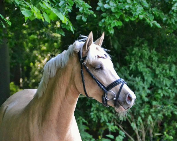 broodmare Deike K (German Riding Pony, 2018, from Darubi Gold)