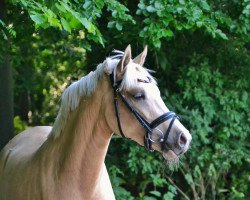 Zuchtstute Deike K (Deutsches Reitpony, 2018, von Darubi Gold)