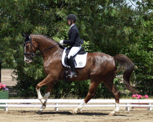 Dressurpferd Anton 831 (Westfale, 2014, von All At Once)