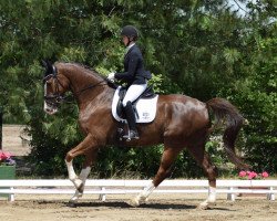 dressage horse Anton 831 (Westphalian, 2014, from All At Once)