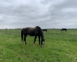 broodmare Warika (Oldenburg, 1994, from Liberty M)
