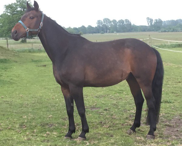 dressage horse Fiderio (Oldenburg, 2007, from Fidertanz) dressage horse Fiderio (Oldenburg, 2007, from Fidertanz)