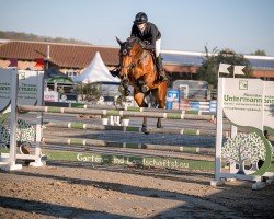jumper Cornesina Melloni (Zangersheide riding horse, 2019, from Cornet Obolensky)