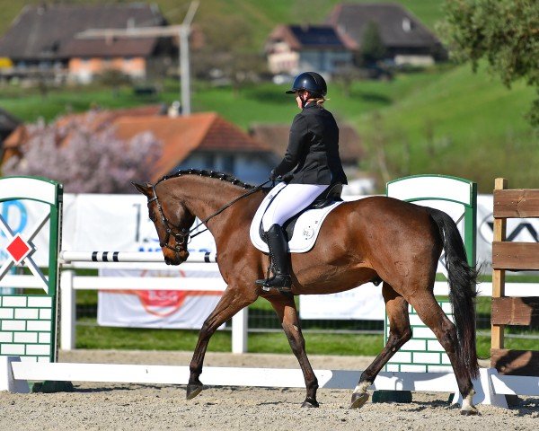 dressage horse Rimini IV CH (Swiss Warmblood, 2009, from Riccione)