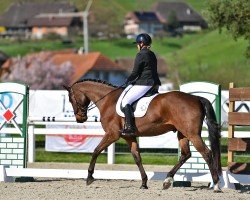 Dressurpferd Rimini IV CH (Schweizer Warmblut, 2009, von Riccione)