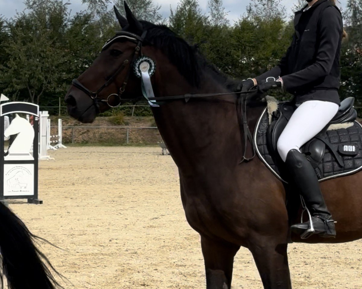 Springpferd Enzo van Breeveld (KWPN (Niederländisches Warmblut), 2009, von Amadeus)