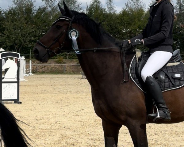 horse Enzo van Breeveld (KWPN (Royal Dutch Sporthorse), 2009, from Amadeus)