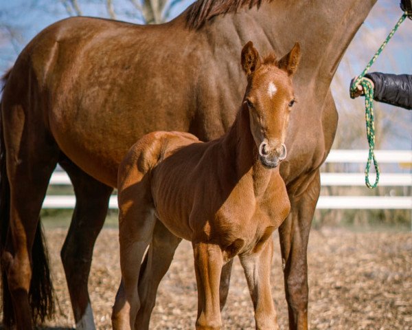 horse Deichprinzessin (Hanoverian, 2021, from Destacado FRH)