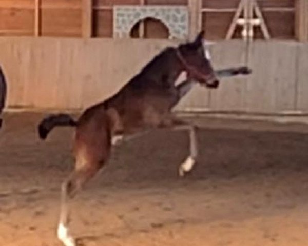 horse Zartbitter V (Hanoverian, 2021, from Zambesi TN)