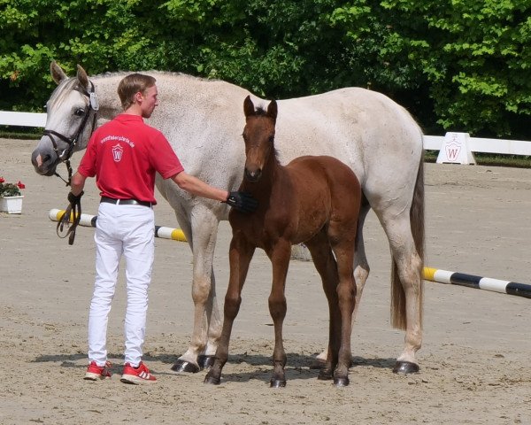Caballo Eduard F (Westfaliano, 2021, de Eckhardt)