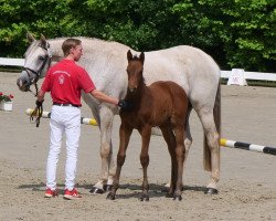 horse Eduard F (Westphalian, 2021, from Eckhardt)