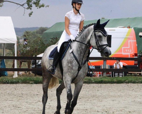 jumper Walentina (German Sport Horse, 2019, from Cellman)