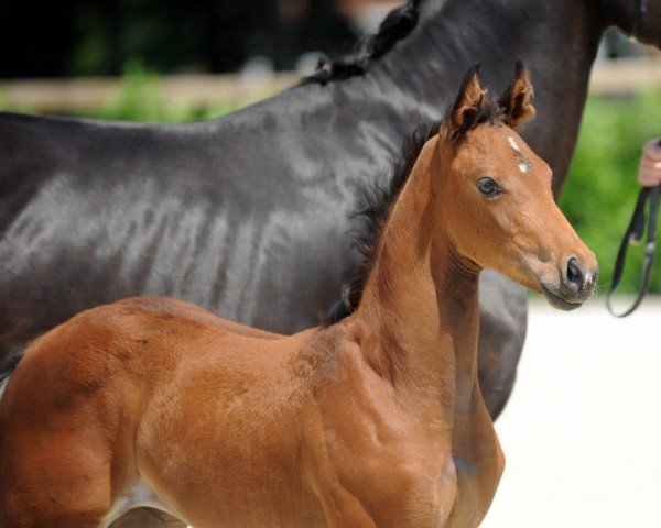 horse Waldfee SW (Westphalian, 2017, from Baccardi)