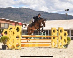 jumper Chenda Tm Z (Zangersheide riding horse, 2015, from Chellsini Z)