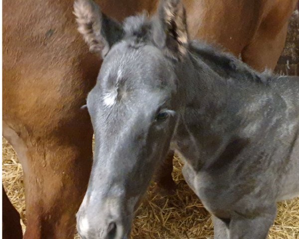 horse Tara K.B. (Westphalian, 2021, from Taurus)