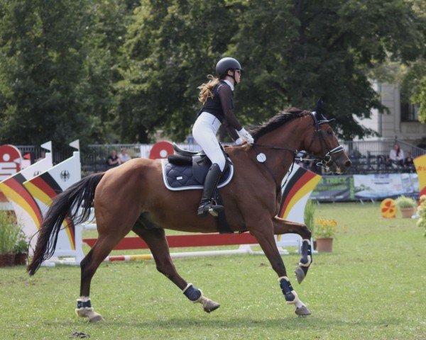 jumper Clay de La Grant (German Sport Horse, 2017, from Coronitas)