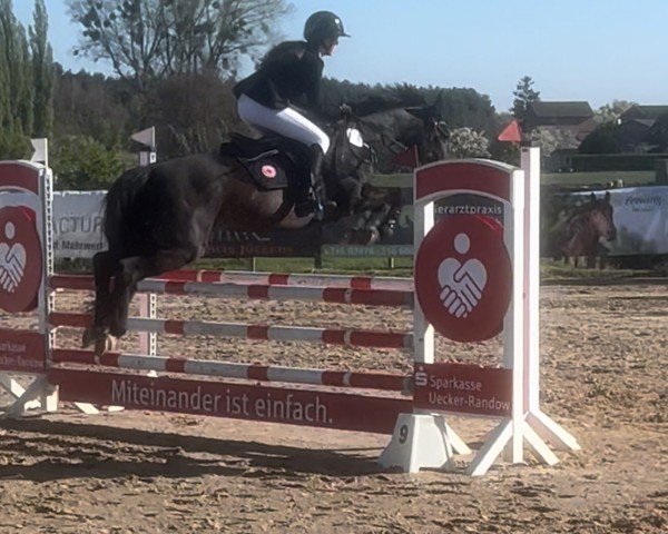 Springpferd Luna 1802 (Deutsches Reitpony, 2007, von Auheim's Maximus)
