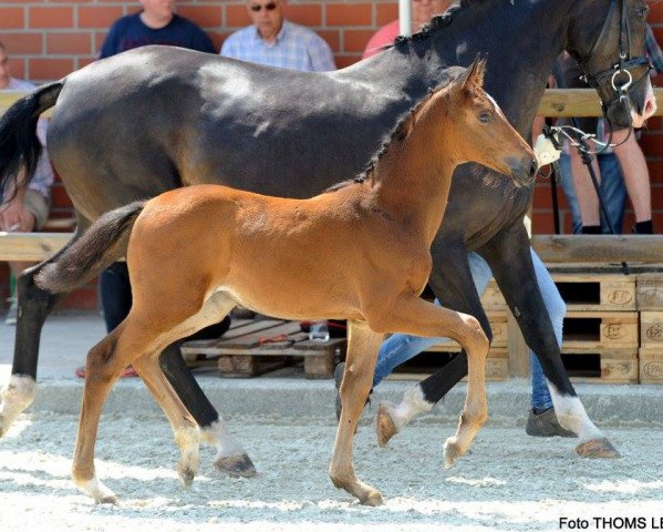 horse Championslied HG (Westphalian, 2017, from Champagner)