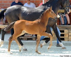 horse Championslied HG (Westphalian, 2017, from Champagner)