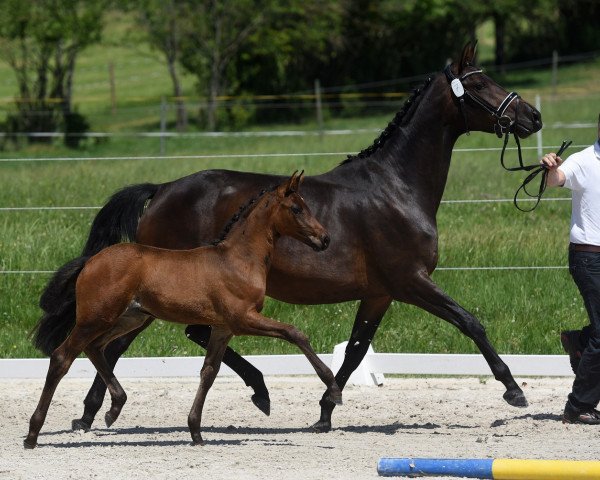 Pferd Santa Gracia 3 (Trakehner, 2021, von Ganderas)