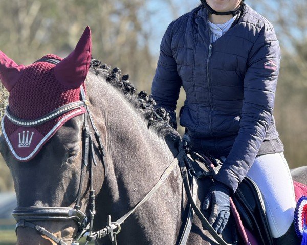 Springpferd Cracknet (Holsteiner, 2019, von Crack)