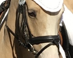 dressage horse Paul 857 (Pony without race description, 2013)